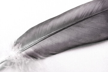 Bird feather close-up, the image is located diagonally.