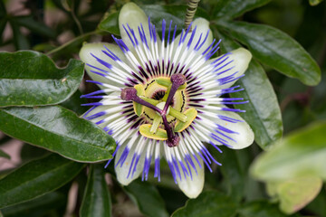 Blue passion flower or Passiflora caerulea.
