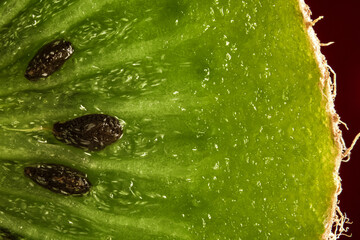 close up of a kiwi 