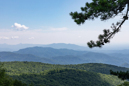 Pine tree in the foreground of a scenic overlook of the Blue Ridge Mountains of North Carolina on a sunny summer day, beautiful mountain landscape, horizontal aspect © Natalie Schorr