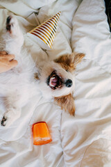 Puppy birthday, party hat, little white funny dog Jack Russell, happy lying on the bed, pet...