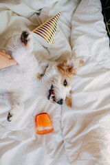 Puppy birthday, party hat, little white funny dog Jack Russell, happy lying on the bed, pet...