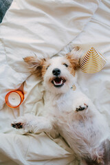 Puppy birthday, party hat, little white funny dog Jack Russell, happy lying on the bed, pet...