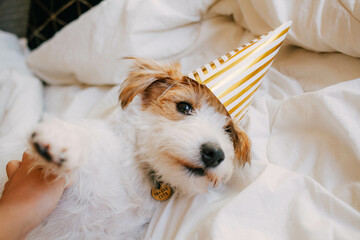 Puppy birthday, party hat and cake, little white jack russell dog, pet party