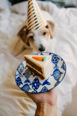 Puppy birthday, party hat and cake, little white jack russell dog, pet party