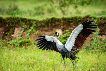 Grey Crowned Crane of Kigo