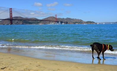Funny Black Labrador on Crissy Field West Beach of San Francisco Peninsula in California, United States