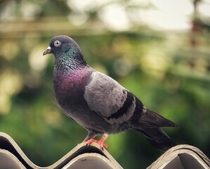 pigeon in the park