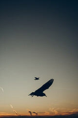 Sun is shining and birds silhouettes fly sunset sky go home.