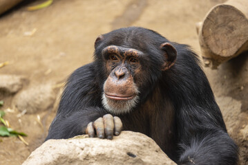Apes