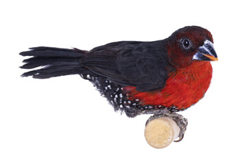 Western bluebill aka Spermophaga haematina bird, sitting on wooden branch. Isolated cutout on transparent background.