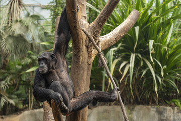 Apes