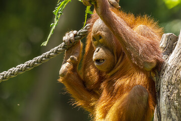 Apes