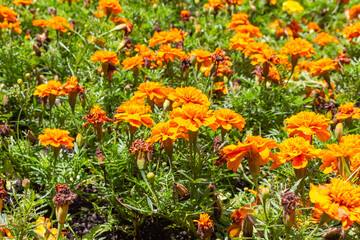 Orange Carnations in a Flower Garden