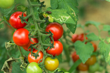 ripe and unripe red cherry tomatoes in organic garden on a blurred background of greenery. Eco-friendly natural products, rich fruit harvest. Close up macro.  focus.