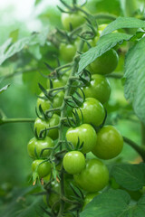 unripe red cherry tomatoes in organic garden on a blurred background of greenery. . Eco-friendly natural products, rich fruit harvest. Close up macro. Selective focus.