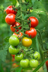 ripe and unripe red cherry tomatoes in organic garden on a blurred background of greenery. Eco-friendly natural products, rich fruit harvest. Close up macro.