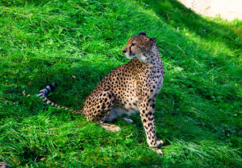 Cheetah, the fastest animal, walks on the grass