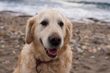 portrait of senior retriever playing on the beach, pedigree concept, canine rescue,