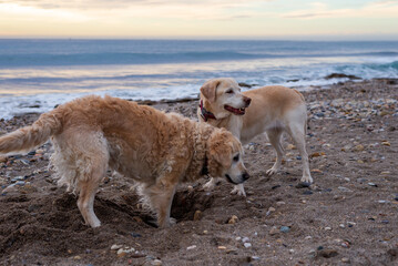 rescue dogs, playing on the shore of the beach, golden retriever, labrador retriever, senior dogs, retired.