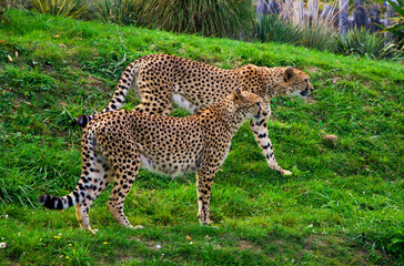 Cheetah, the fastest animal, walks on the grass