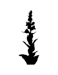 mullein (Verbascum) plant silhouette isolated on white background