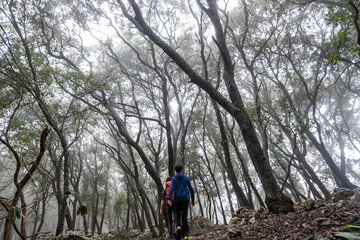 Obraz premium hikers in the foggy forest of Son Tries, Fita del Ram mountain, Esporles, Majorca, Balearic Islands, Spain