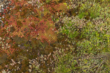 Dach-Bepflanzung, Hausdach mit Sedum-Pflanzen, Sempervivum-Pflanzen, Moos und anderen trockenverträglichen Pflanzenarten sowie Kies