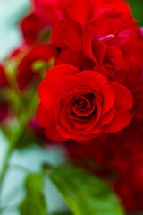 Eine schöne Rosenblüte zum Valentinstag