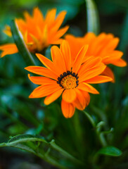 Orangene Blüten einer Ursinia