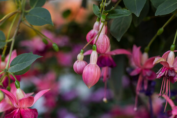 Die Bl&uuml;ten und Knospen einer Fuchsie