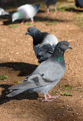 Flock of pigeons flying over the Street