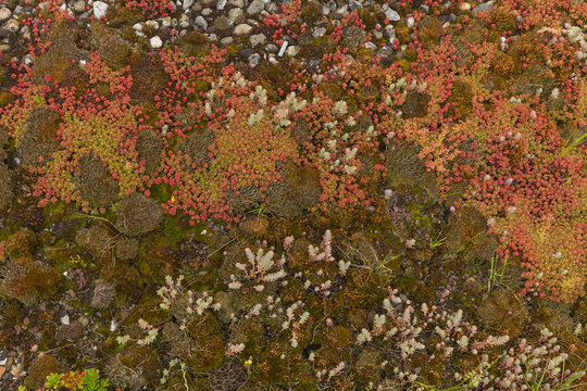 Roof vegetation, house roof with sedum plants, sempervivum plants, moss and other drought-tolerant plant species and gravel