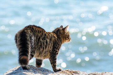 Gray cat portrait stray cat looking camera in street alley green eyes animals pets in urban city