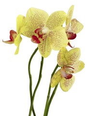 pretty yellow and red orchid Phalaenopsis isolated cllose up