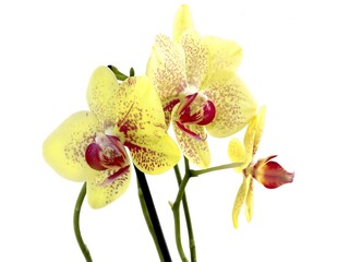 Obraz na płótnie Canvas pretty yellow and red orchid Phalaenopsis isolated cllose up