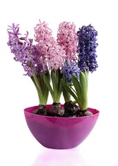 several hyacinth flowers in purple pot close up
