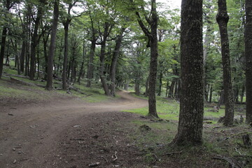 path in the forest