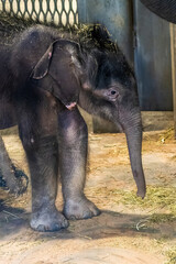 Baby Asian elephant portrait close up