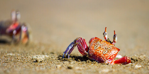 Beautiful colorful red painted ghost crab (Ocypode gaudichaudii) near its burrow spotted on Uvita beach in Marino ballena Costa Rica © Lens Down Under