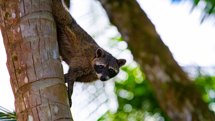 portrait of beautiful cute adorable north-american racoon descending from a palm tree with his head down spotted on Uvita beach, Marino Ballena, Costa Rica.