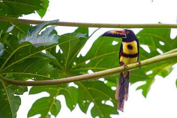Obraz premium Beautiful, cute Fiery-billed Aracari sitting on the papaya tree leaf spotted in Costa Rica