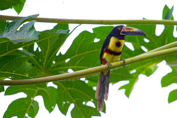 Beautiful, cute colorful toucan Fiery-billed Aracari sitting on the papaya tree leaf spotted in Costa Rica