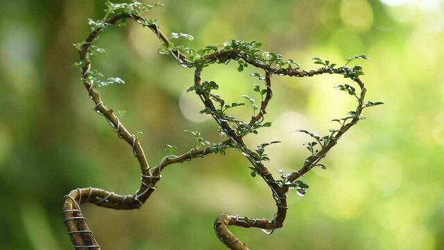Feroniella lucida tree bends to heart shape on nature background.