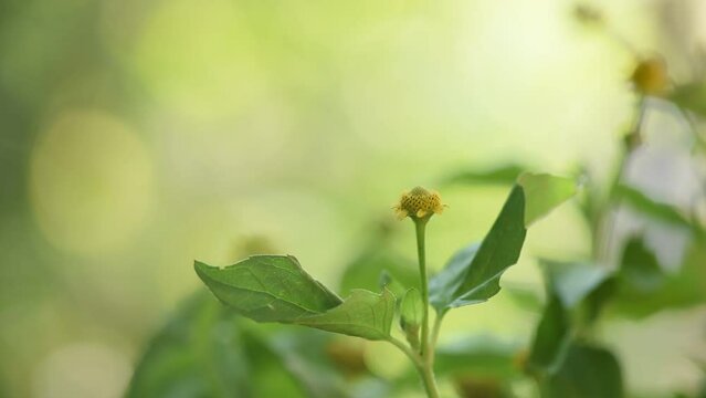 Acmella oleracea or Toothache plant on nature background.