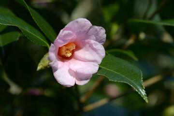 有楽　椿の花