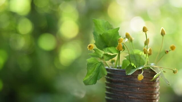 Acmella oleracea or Toothache plant on nature background.