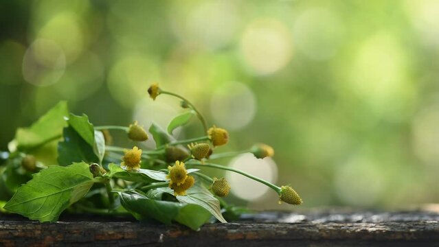 Acmella oleracea or Toothache plant on nature background.