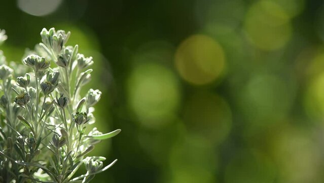 Crossostephium flowers on nature background.