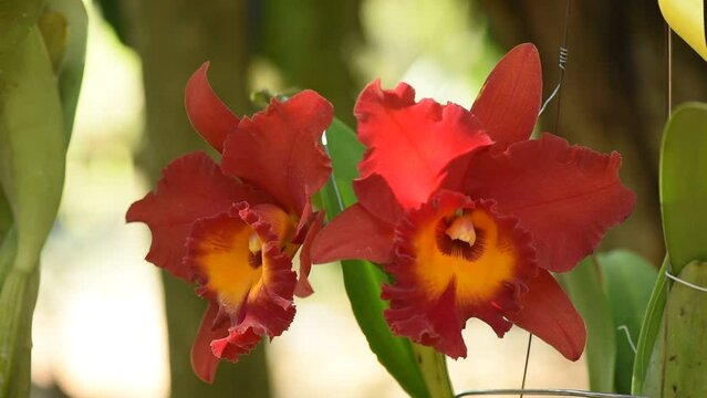 Cattleya orchid on nature bokeh background.
